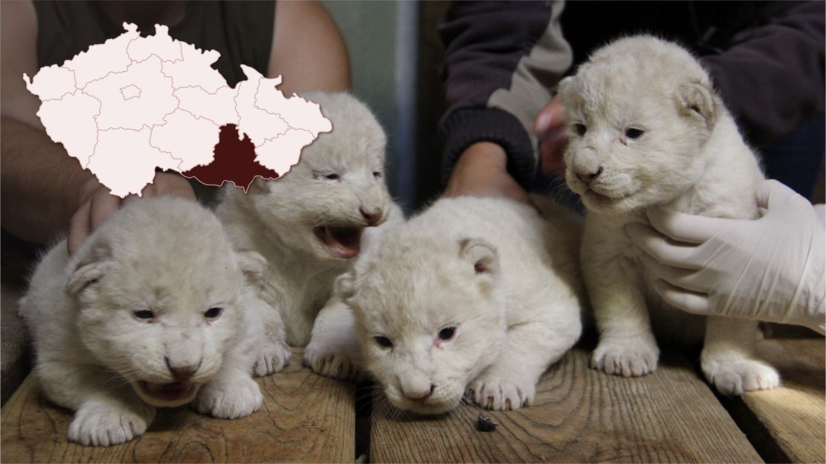 V hodonínské zoo se narodila čtyřčata vzácných bílých lvíčat